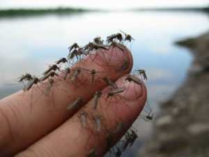 комары на участке с водой